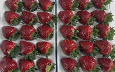 草莓盛宴：24颗限定款草莓仅需128元，尽享甜蜜时光