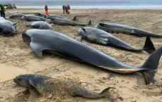 海南沙滩现巨型皇带鱼搁浅，海洋奇观引关注
