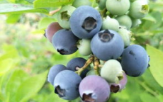 蓝莓个头“一个顶俩”