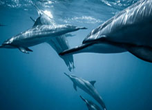 石狮溯源:靖国神社前的中国石狮历史探寻